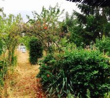 Le terrain avant toute intervention, il y a du vert a retirer !