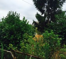 Le terrain avant toute intervention, il y a du vert &agrave; retirer !
