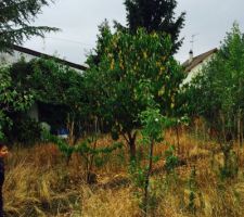 Le terrain avant toute intervention, il y a du vert &agrave; retirer !