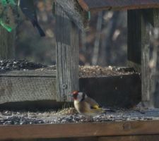 Mes squatters du jour : des Chardonnerets élégants
