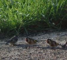 Mes squatters du jour : des Chardonnerets élégants