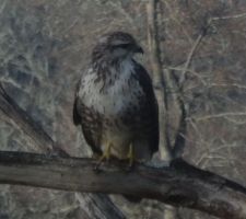 Devant mon balcon : une Buse variable