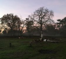 Vue du parc après avoir brulé l'ensemble des élément qui ne pourrons servir!