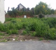 En 3 mois c'est la Jungle !!!