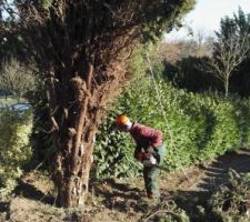 Franck avant d'abattre le fameux cyprès