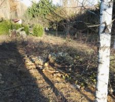 Quelques arbres tombés par mes soins