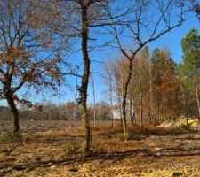 Les quelques arbres qui seront s&ucirc;rement la base du jardin