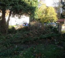 Arbres &agrave; couper