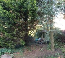 Arbres &agrave; couper