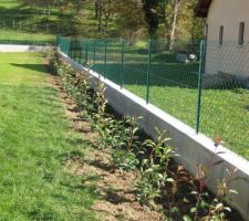 Haie de photinias pour nous isolé un peu du voisin