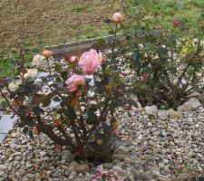 Des roses à Noël. Après avoir taillé mes rosiers, voilà qu'ils redonnent des roses pour notre plus grand plaisir