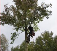 Les élagueurs au travail !