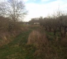 Notre terrain avec un mini viager (beaucoup de pommiers et poiriers qu'il va falloir enlever, dommage !)