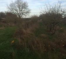 Arbres sur le futur chemin