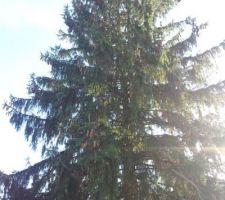 Un arbre à tomber !