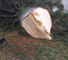 Un arbre est tombé !