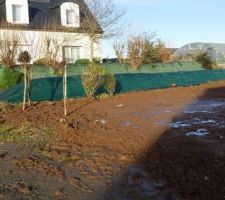 Arbustes replantés provisoirement