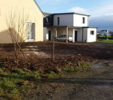 Arbustes replantés provisoirement