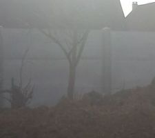 Est ce que quelqu'un aurait une id&eacute;e de la nature de cet arbre?
J'aimerai le garder mais je ne sais pas ce que c'est...