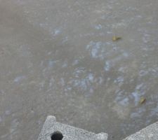 Dalle adjuvant
