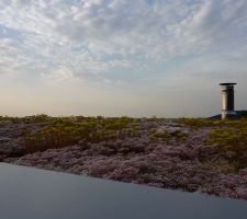 Sedum en fleur