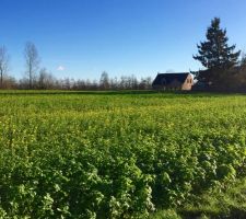 Comme un air de printemps...