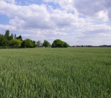 Le Terrain : ancien champs. l'arri&egrave;re du terrain est non constructible nous laissant une tr&egrave;s belle vue...quoi r&ecirc;ver de mieux dans un secteur o&ugrave; les maisons se construisent les une sur les autres?