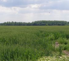 Le Terrain : ancien champs. l'arri&egrave;re du terrain est non constructible nous laissant une tr&egrave;s belle vue...quoi r&ecirc;ver de mieux dans un secteur o&ugrave; les maisons se construisent les une sur les autres?
