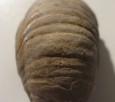 Notre porte bonheur, un fossile trouvé pendant le terrassement...!!!