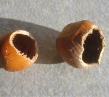 Sont doués les écureuils pour manger les noisettes du distributeur : juste un petit trou, et, hop on la vide :-)