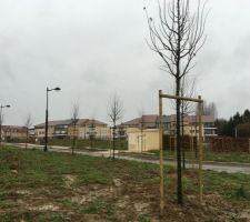 Arbres lotissement