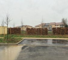 Arbres et haie lotissement
