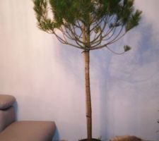 Petite folie du dimanche  !  Un pinus pinea d a peu pres 1m60  !  Mon reve !