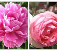 Pivoine et rose Pierre de Ronsard