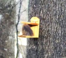 Je l'ai eu !!!!!
Pour le groupe " nos compagnons à 4 pattes "
c'est flou, car pris à travers de la fenêtre