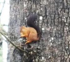 Je l'ai eu !!!!!
Pour le groupe " nos compagnons à 4 pattes "
c'est flou, car pris à travers de la fenêtre