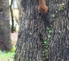 Je l'ai eu !!!!!
Pour le groupe " nos compagnons à 4 pattes "
c'est flou, car pris à travers de la fenêtre