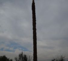 On dirait un Q-tips !