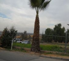 Au fond &agrave; droite, le plus grand des peppertrees. Il est &agrave; environ 3 m en contrebas.
