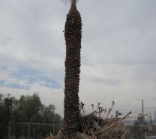 Un autre coton tige !