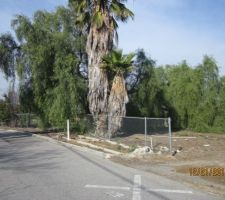 Ce double palm tree a été coupé