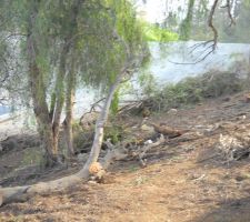 L'entrée de la vallée. C'était une jungle de bois morts et vivants.