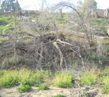 Le trou au milieu, c'est l'entr&eacute;e de la grande ruche. C'est le bruit qui nous a men&eacute;s &agrave; elle ! Je me suis fait piquer en nettoyant autour. En haut, c'est le sud et le plateau