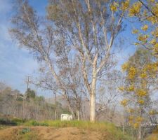 Vall&eacute;e, bordure ouest. le creux &agrave; droite, c'est la rivi&egrave;re (un bien grand mot !)