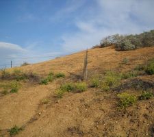 Vall&eacute;e, pente nord. La cl&ocirc;ture est symbolique. Cette pente est envahi de "ground squirrels" (&eacute;cureuils de terre) au comportement de chiens de prairie. Je pense r&eacute;introduire des couleuvres.