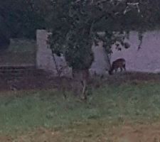 Notre voisine la biche <3