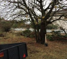 Le tilleul au centre du terrain a dû être abattu par un paysagiste car sur l'emprise de la maison.