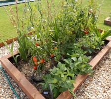 Potager au retour de vacances