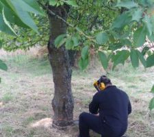 Un ami est venu m'aider pour couper les arbres.
