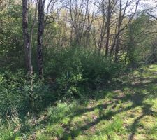 Terrain &agrave; Tigy